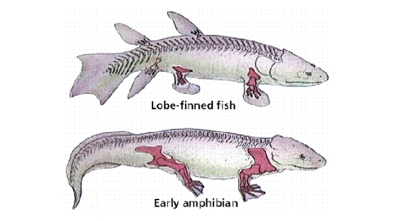 lobe-finned-fish